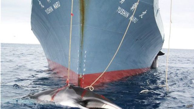日本每年以科學研究為由捕殺大約一千條鯨魚。