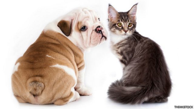 búnker recuerda Las bacterias Qué enfermedades pueden contagiarnos las mascotas? - BBC News Mundo