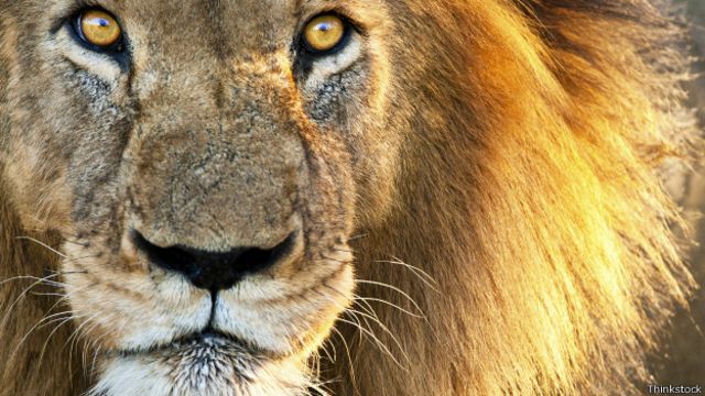 Top 45+ imagen color de ojos de los leones