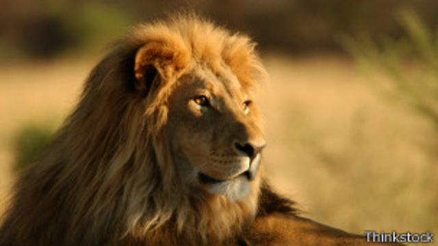 La verdadera historia de los leones escrita en sus genes - BBC News Mundo