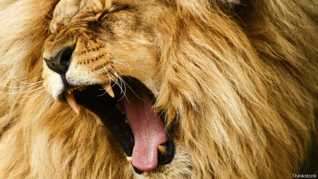 La verdadera historia de los leones escrita en sus genes - BBC News Mundo