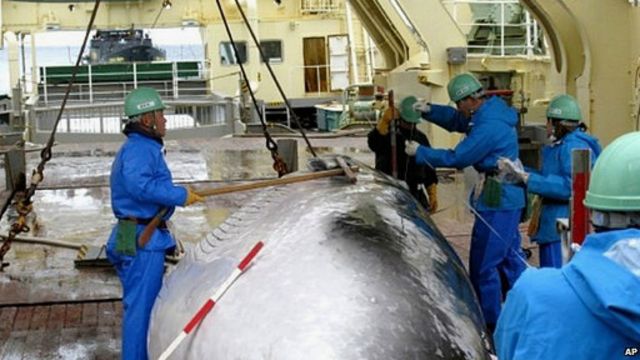 國際法庭說，自2005年以來日本在南冰洋的捕鯨項目已經殺死了大約3600頭南極小鬚鯨。