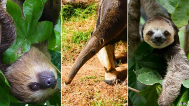 La Mujer Que Perdio Un Perro Y Encontro 0 Perezosos c News Mundo