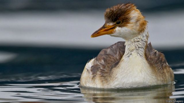 Conozca A Las Aves Mas Raras Del Mundo c News Mundo