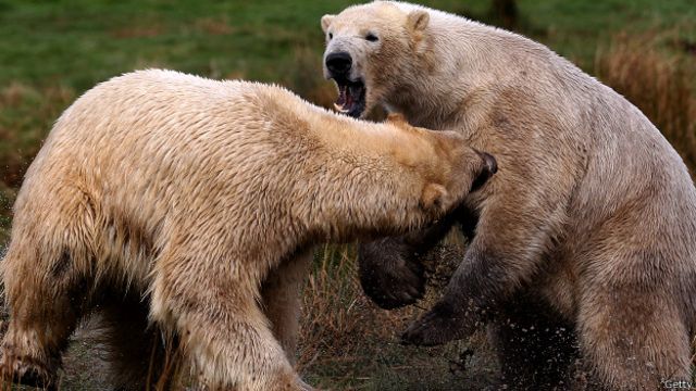 La difícil tarea de encontrarle pareja a un oso polar - BBC News Mundo