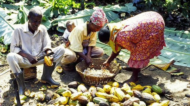 Cultivadores de cacao en Ghana