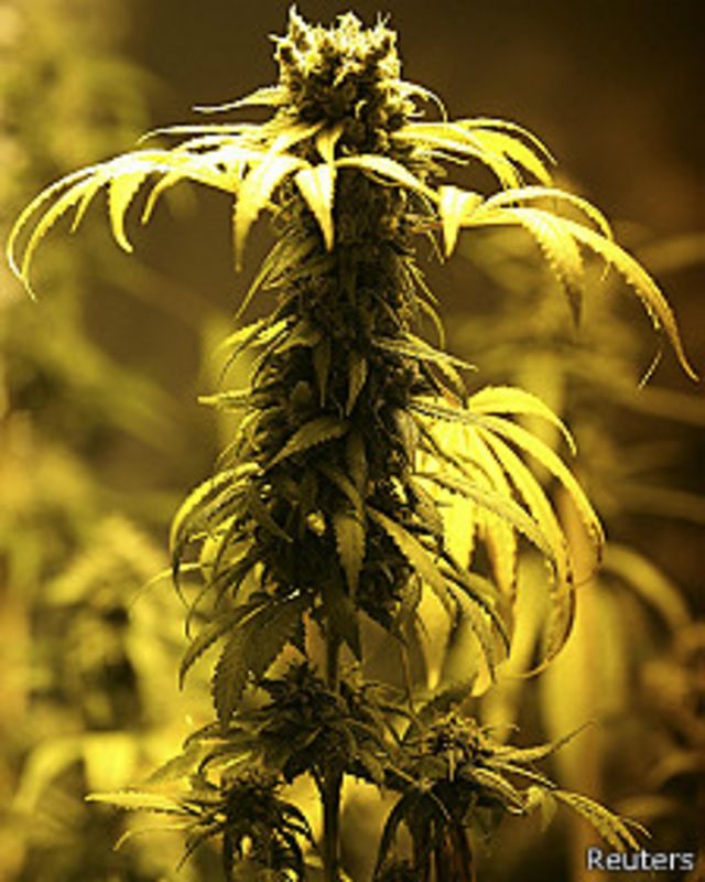 Planta de marihuana en Montevideo