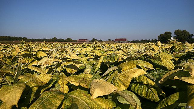 Plantación de tabaco en Maryland, EE.UU.