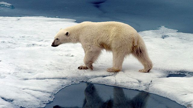 Oso polar