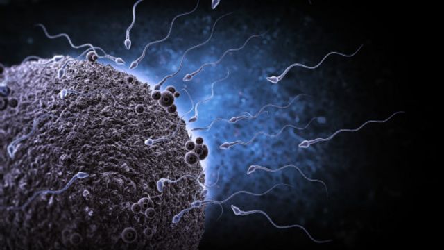 英國科學家用皮膚細胞培養出早期的人工精子和卵子，可能對治療不育症產生很大影響。