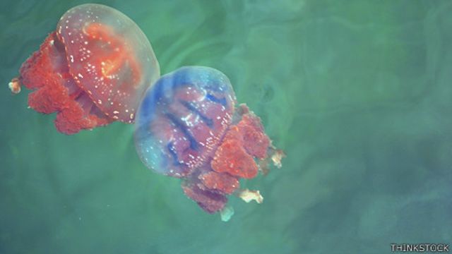 Aguamalas, medusas o aguavivas