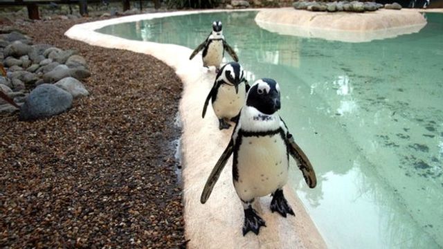 倫敦動物園夜場派對被指 驚擾動物 c 英伦网