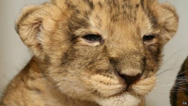  Anak  singa  tuntun penjaga ke bangkai induknya BBC News 