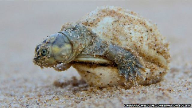 Medicinal Cien años Maestría El extraordinario sonido con que las tortugas hablan a sus crías - BBC News  Mundo