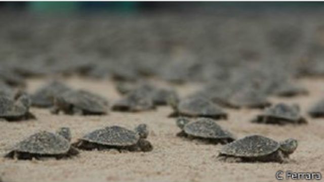 Medicinal Cien años Maestría El extraordinario sonido con que las tortugas hablan a sus crías - BBC News  Mundo