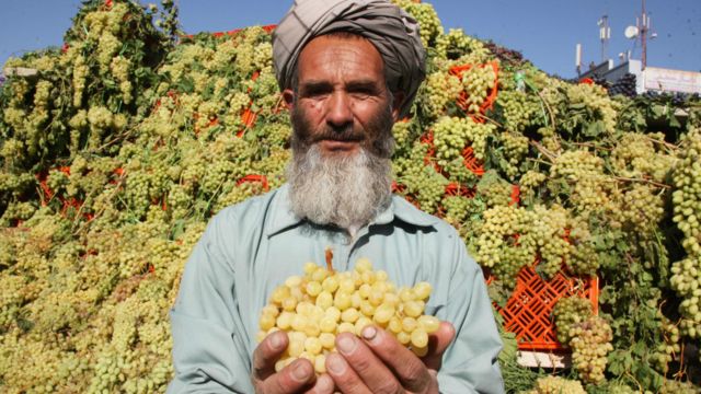 د هرات لعل او د ناوې ګوته انګورو جشن Bbc News پښتو