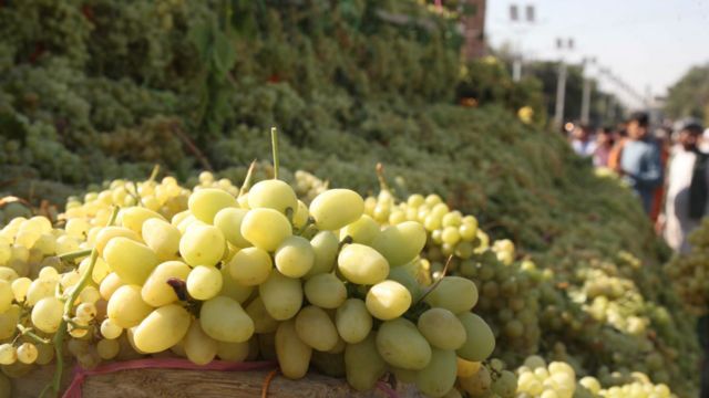 نمایشگاه انگور در هرات Bbc News فارسی