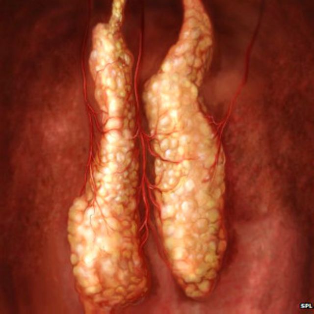 胸腺位于心脏附近，负责生产在免疫系统中扮演主要角色的“T-细胞”，其作用是专门对付感染。