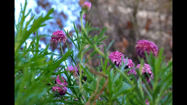 El mundo teñido de color rosa - BBC News Mundo