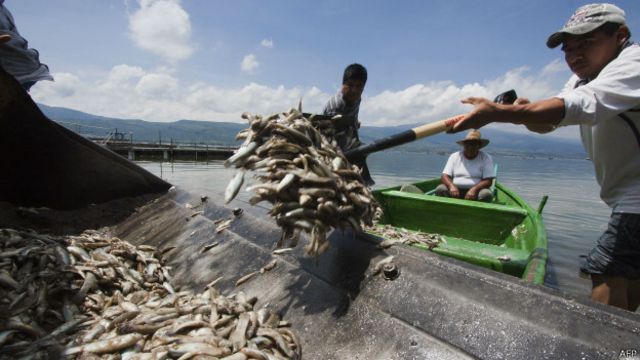 Peces muertos en la laguna de Cajititlán