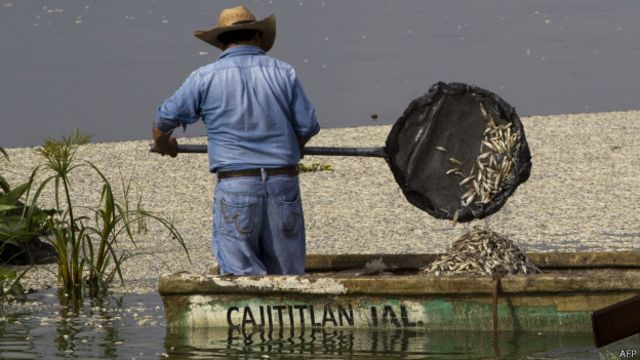 Peces muertos en la laguna de Cajititlán