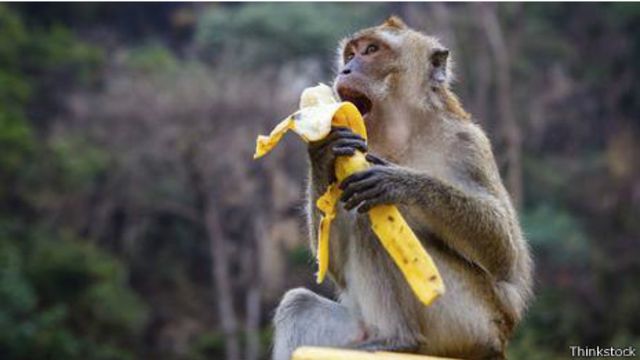 little monkey eating a banana