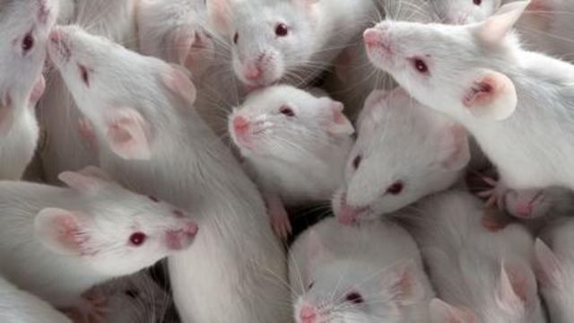 Ratones