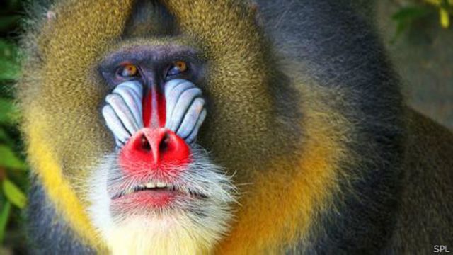 Mandrills have red markings on their faces and rumps that indicate their pecking order.
