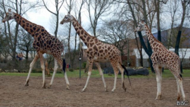 Chester Zoo Giraffes