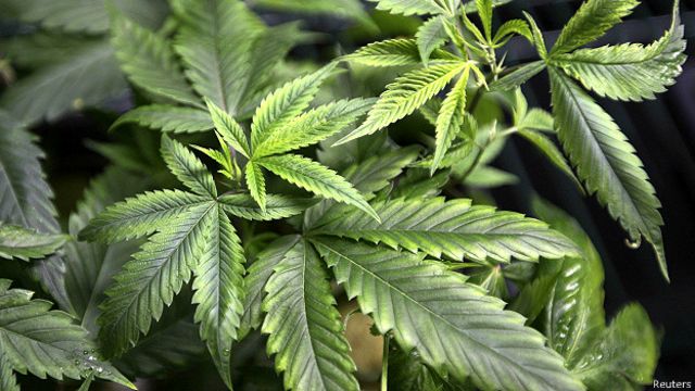 Относиться ли марихуана к наркотикам семена конопли ак 74