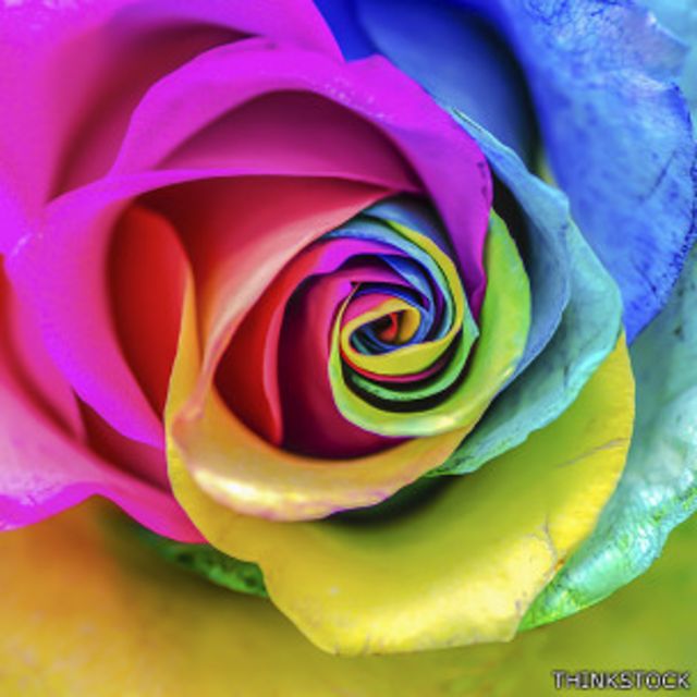 multicolored rose