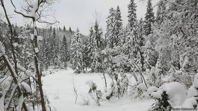 El bosque