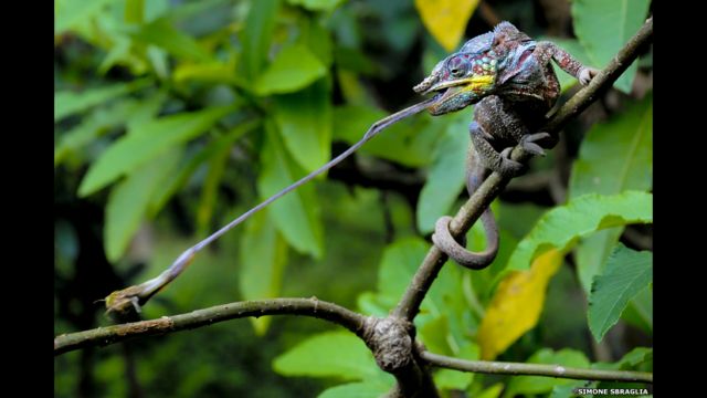 Imagens vencedoras do prêmio ZSL de Fotografia de Animais de 2014.