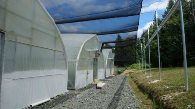 invernaderos cultivando wasabi