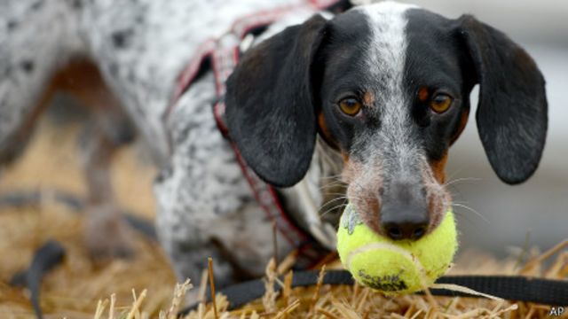 dachshund with ball