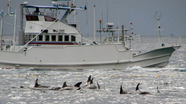 Navio japonês em caça às baleias / Crédito: AP