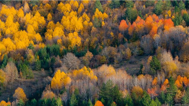 Deran Atabey, "Kastamonu Küre Dağları Milli Parkı'nda sonbaharın renk paleti"ni paylaşıyor. 