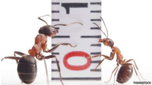 تعتمد حسابات الدراسة على الفكرة التي تقول بأن معدل وزن هو ضعف معدل وزن النملة بمليون مرة