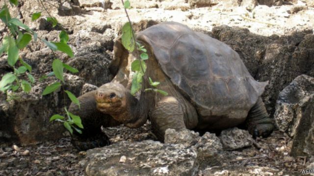 Lonesome George
