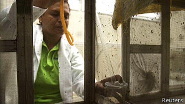 Técnico de laboratorio examinando mosquitos