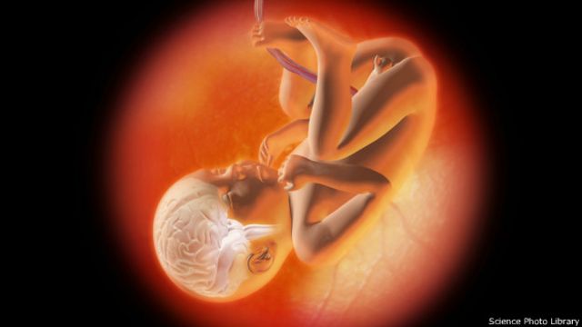 Feto humano en el útero