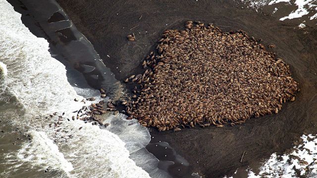 Una rara cría de morsa fue rescatada en Alaska, donde fue hallada  deambulando sola