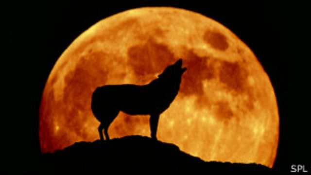 Lobo aullando a la Luna