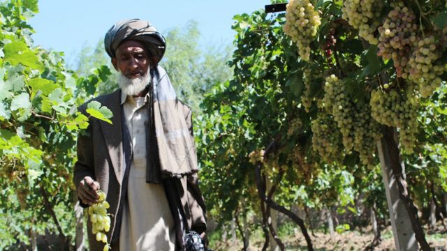 فصل برداشت محصولات زراعتی در افغانستان Bbc News فارسی