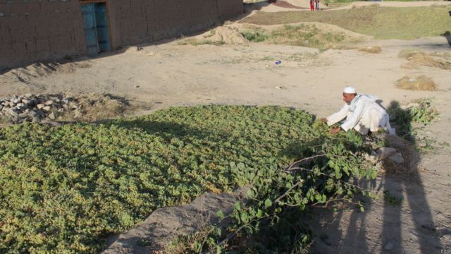 فصل برداشت محصولات زراعتی در افغانستان Bbc News فارسی