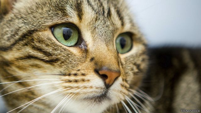 Separar Llanura Frustración Cómo ven el mundo los gatos - BBC News Mundo