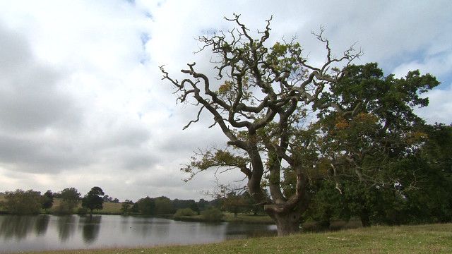 Inyecciones de ajo para salvar árboles enfermos - BBC News Mundo