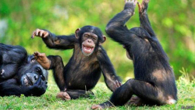 Os macacos poderiam ser ensinados, pelo menos de uma maneira muito