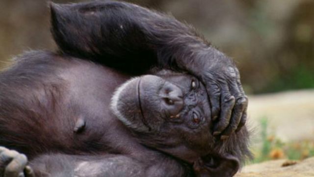 Quem é mais inteligente: uma criança ou um chimpanzé? - BBC News