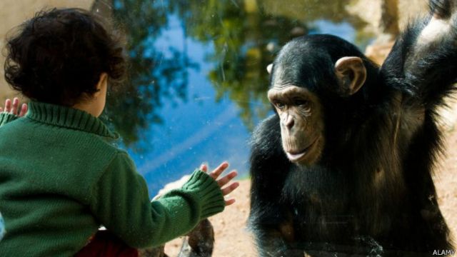 Quem é mais inteligente: uma criança ou um chimpanzé? - BBC News Brasil